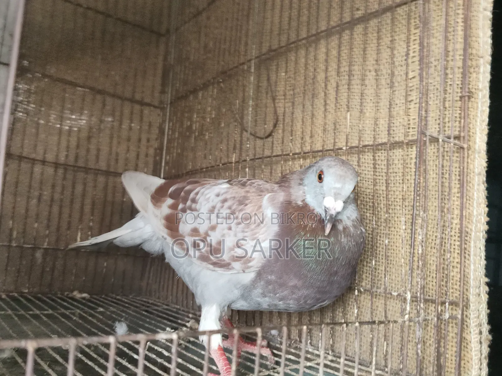 Racer Pigeons