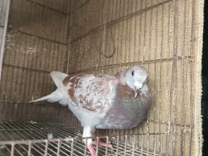 Racer Pigeons