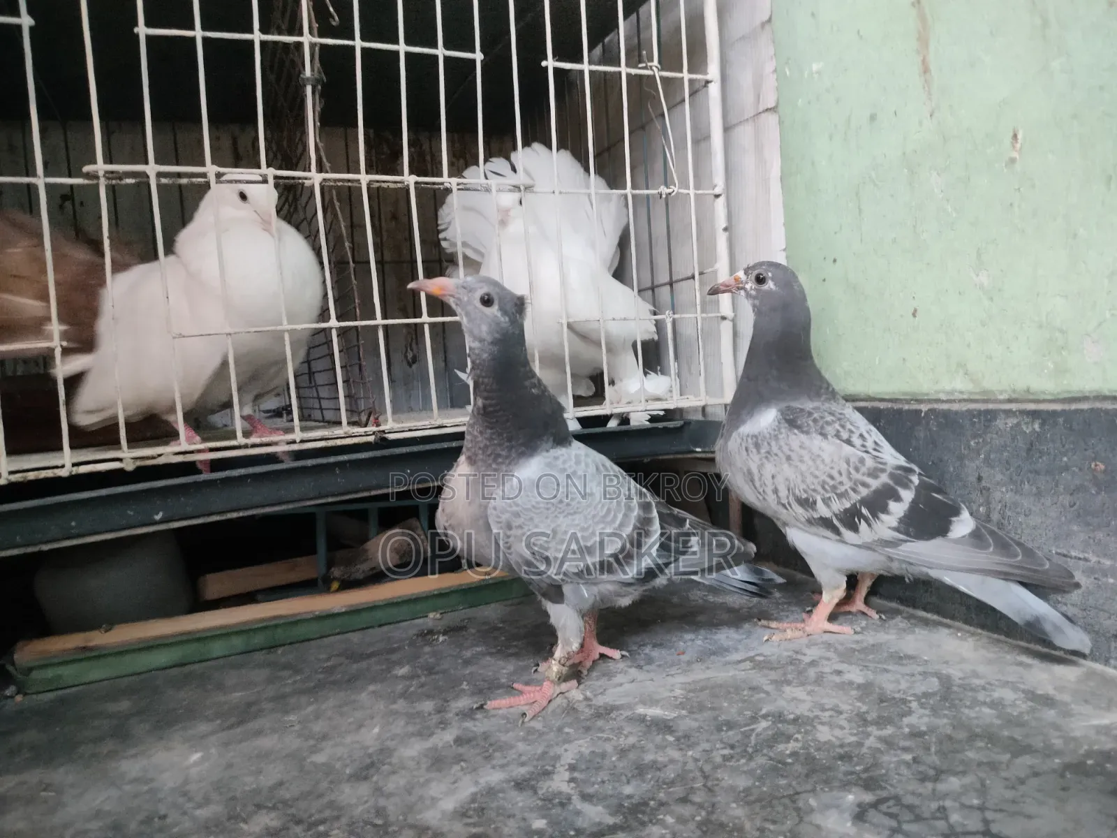 Racer Pigeons