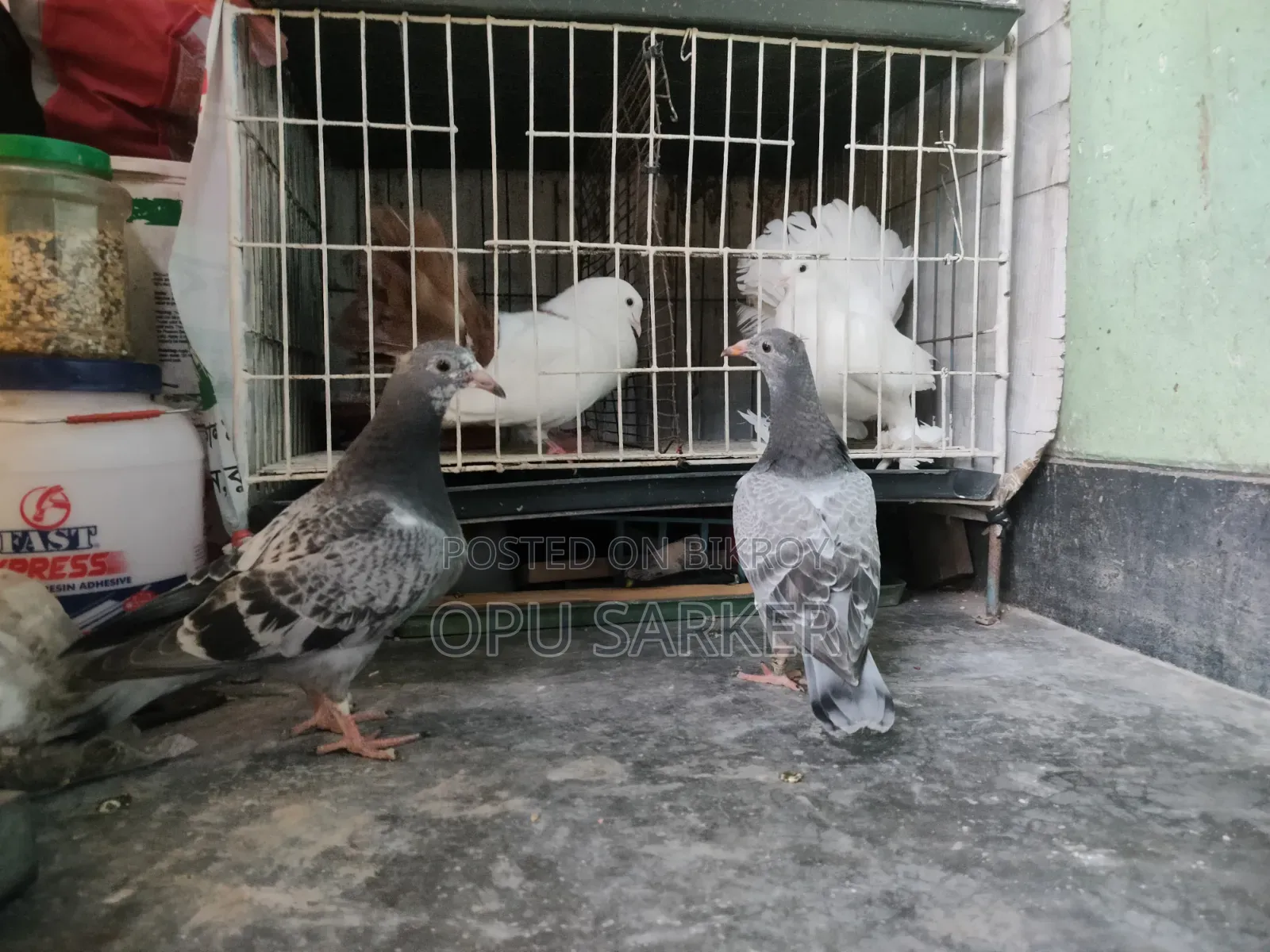 Racer Pigeons