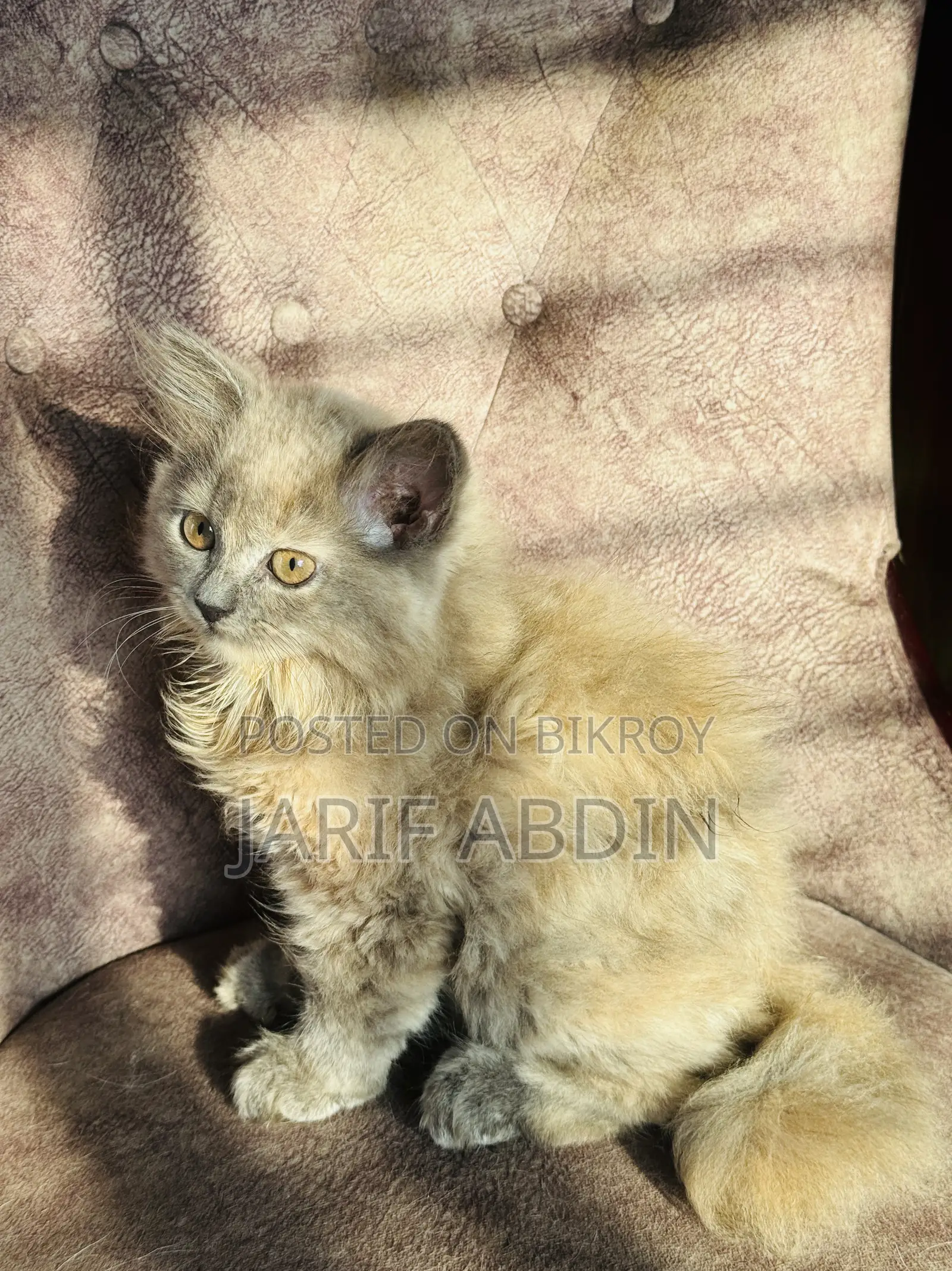 3-6 Months Female Purebred Persian