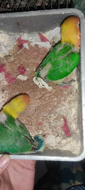 বেবি অথবা রানিং লাভবার্ড
