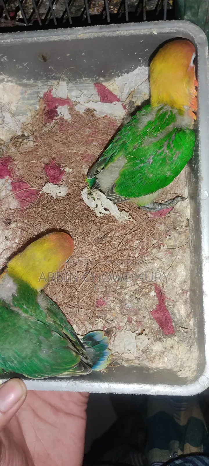 বেবি অথবা রানিং লাভবার্ড