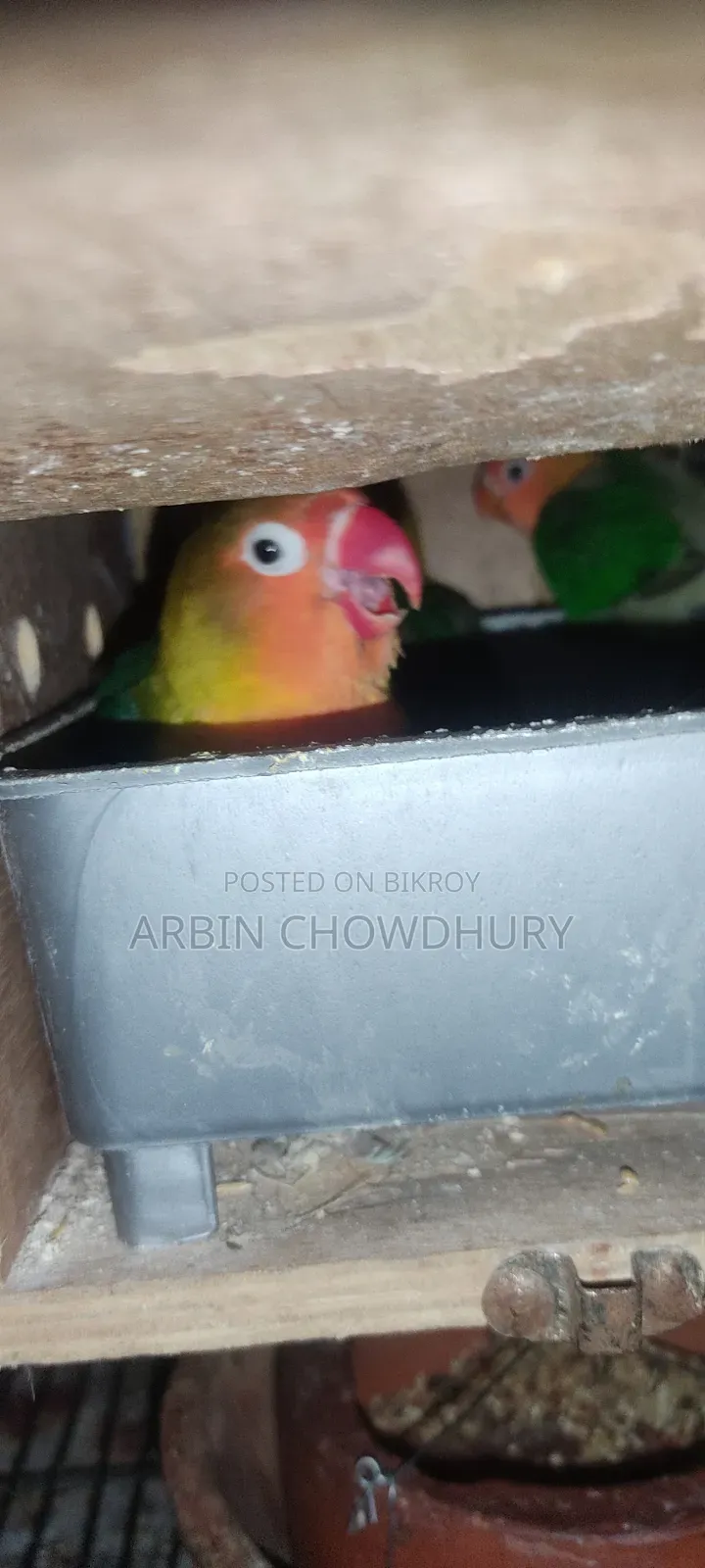 বেবি অথবা রানিং লাভবার্ড