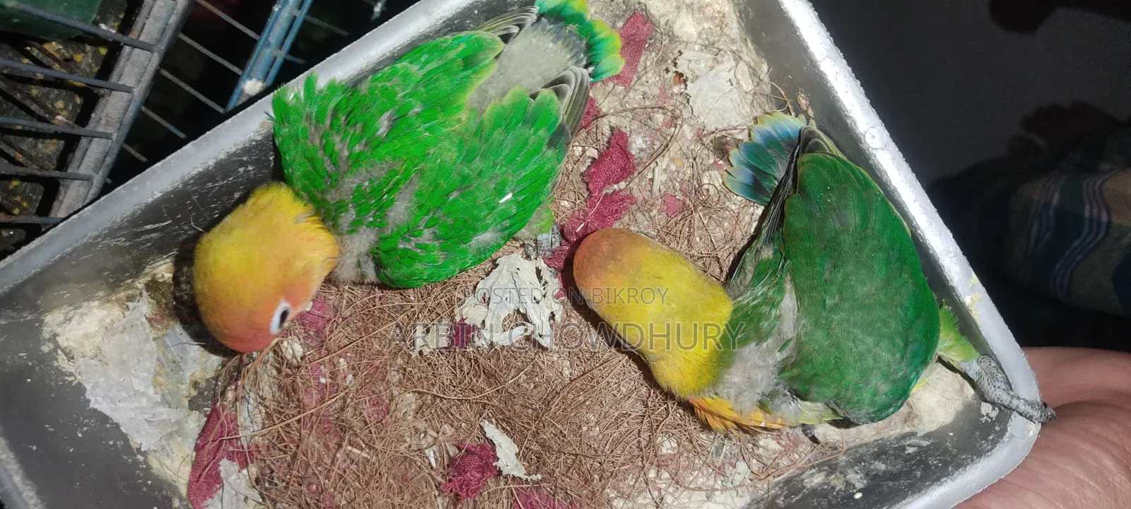 বেবি অথবা রানিং লাভবার্ড