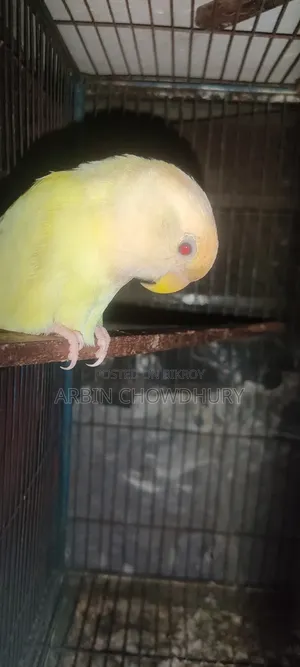 বেবি অথবা রানিং লাভবার্ড