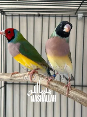 Gouldian Finch and Zebra Finch