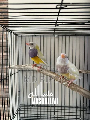 Gouldian Finch and Zebra Finch