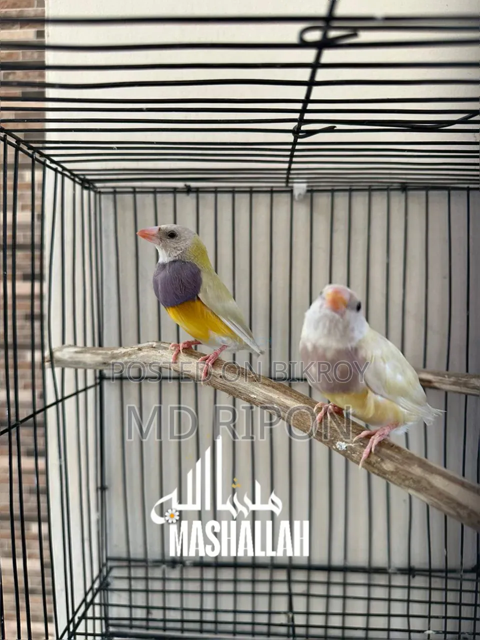 Gouldian Finch and Zebra Finch