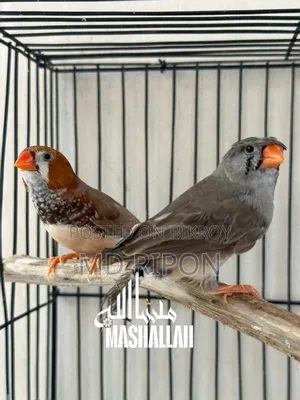 Gouldian Finch and Zebra Finch