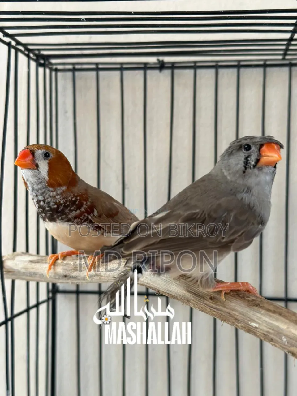 Gouldian Finch and Zebra Finch
