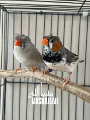 Gouldian Finch and Zebra Finch