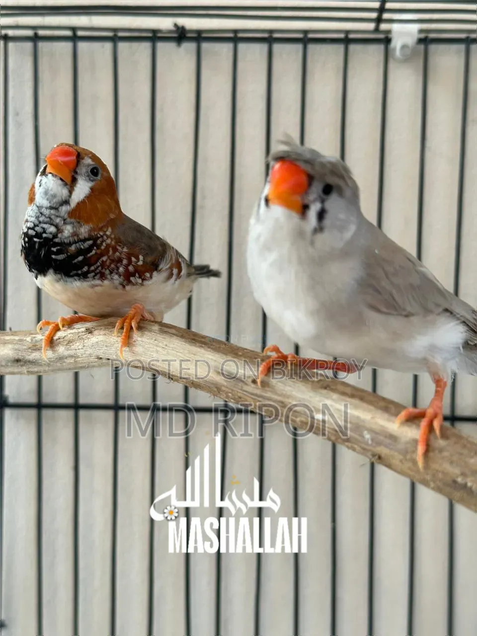 Gouldian Finch and Zebra Finch