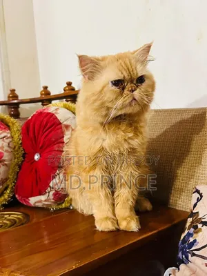 ৬-১২ মাস বয়সী পুরুষ পিওরব্রেড পার্সিয়ান