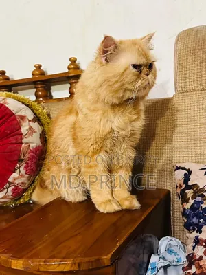 6-12 Months Male Purebred Persian