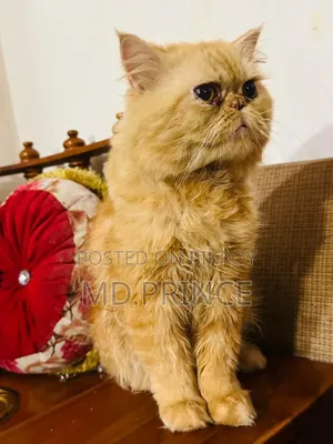 6-12 Months Male Purebred Persian