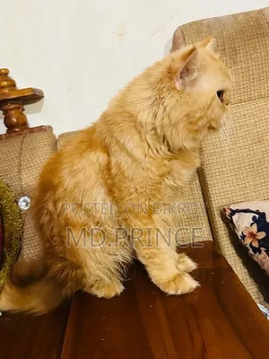 6-12 Months Male Purebred Persian