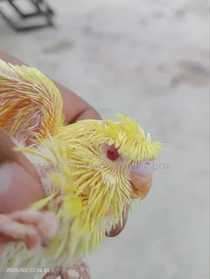 লুটিনো রেড আই জেপি বাচ্চা