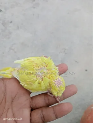 লুটিনো রেড আই জেপি বাচ্চা