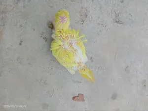 লুটিনো রেড আই জেপি বাচ্চা