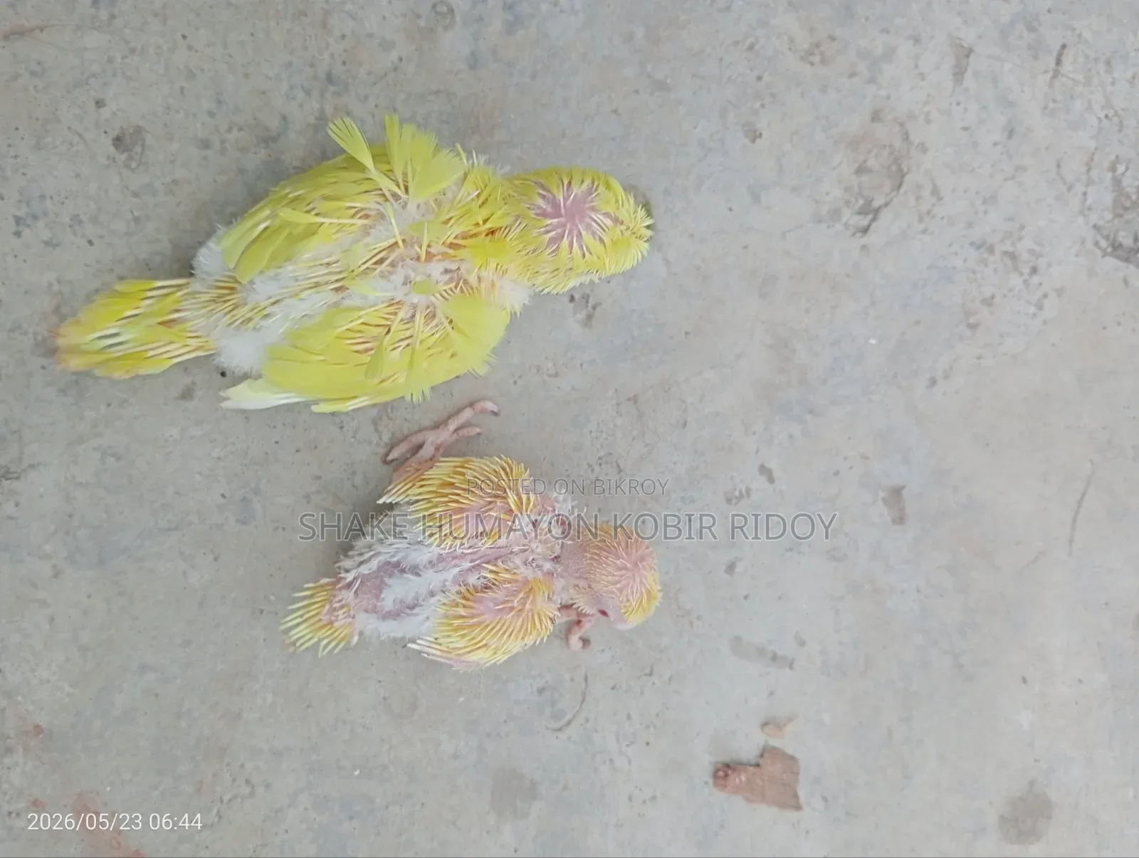 লুটিনো রেড আই জেপি বাচ্চা