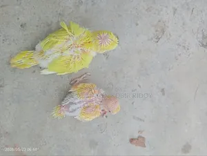 লুটিনো রেড আই জেপি বাচ্চা