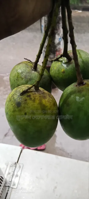 Authentic Himsagar Mangoes from Satkhira