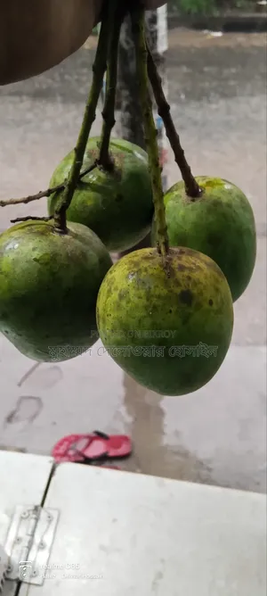 Authentic Himsagar Mangoes from Satkhira