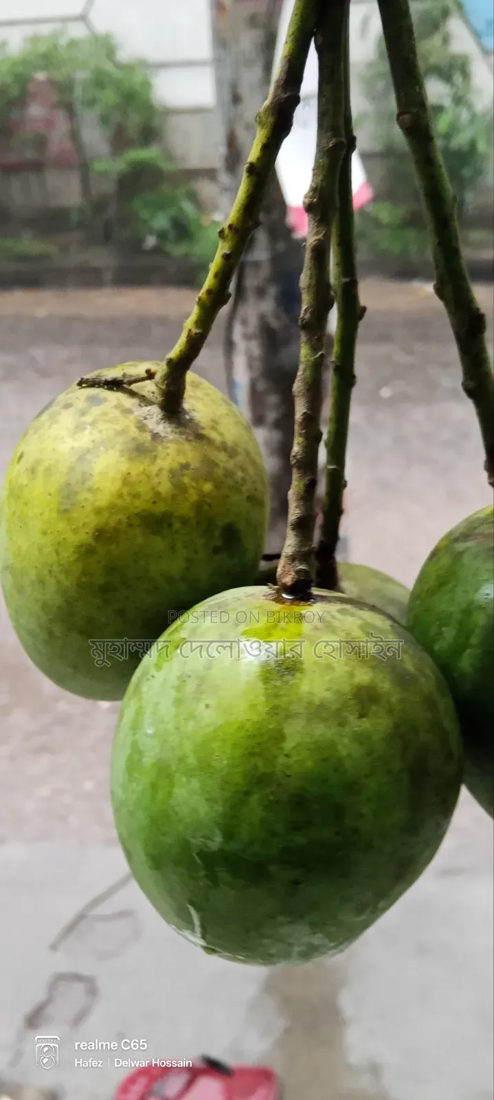 Authentic Himsagar Mangoes from Satkhira