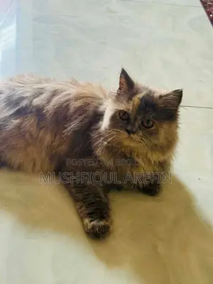 ৬-১২ মাস বয়সী ফিমেল পিওরব্রেড পার্সিয়ান