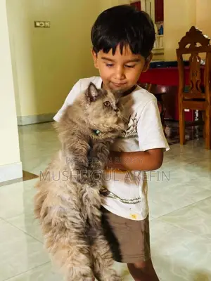 ৬-১২ মাস বয়সী ফিমেল পিওরব্রেড পার্সিয়ান