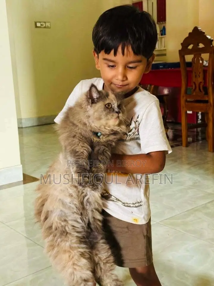৬-১২ মাস বয়সী ফিমেল পিওরব্রেড পার্সিয়ান