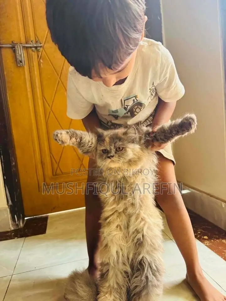 ৬-১২ মাস বয়সী ফিমেল পিওরব্রেড পার্সিয়ান