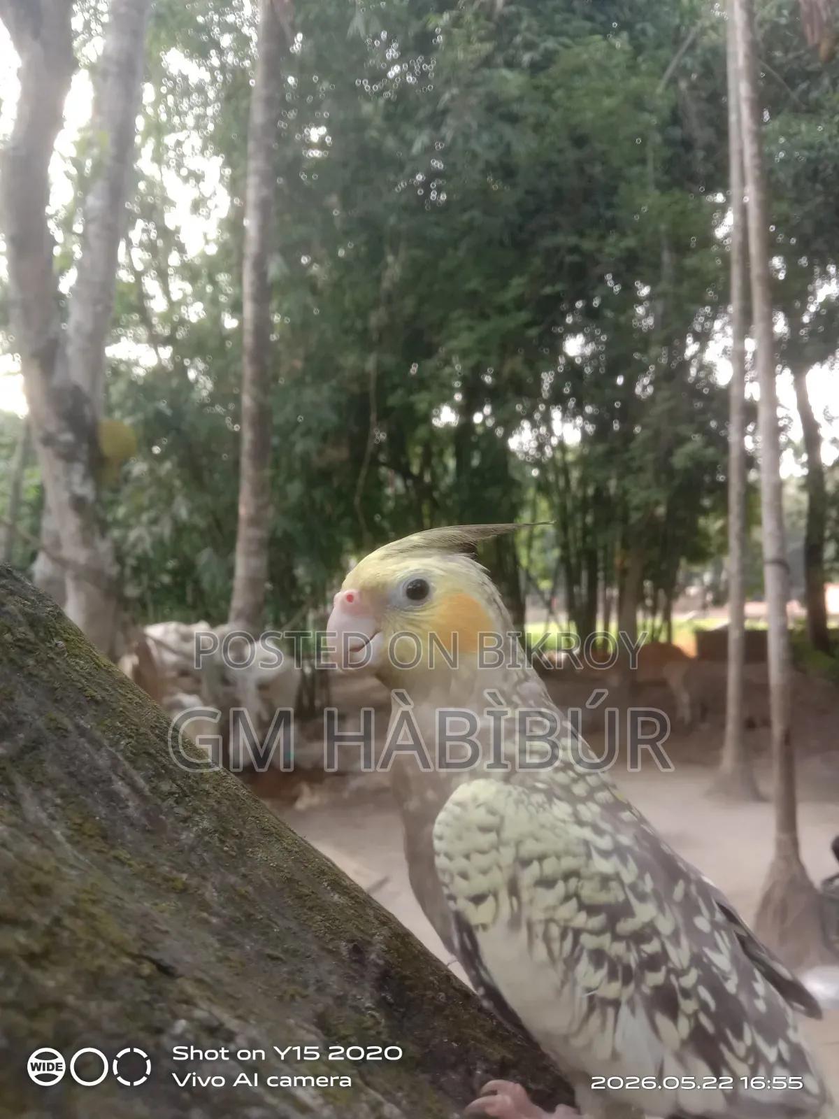 Tamed Cockatiel for Sale