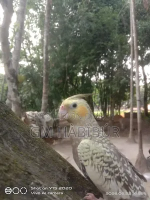 একটি টেম করা কোকাটেল বিক্রি করা হবে