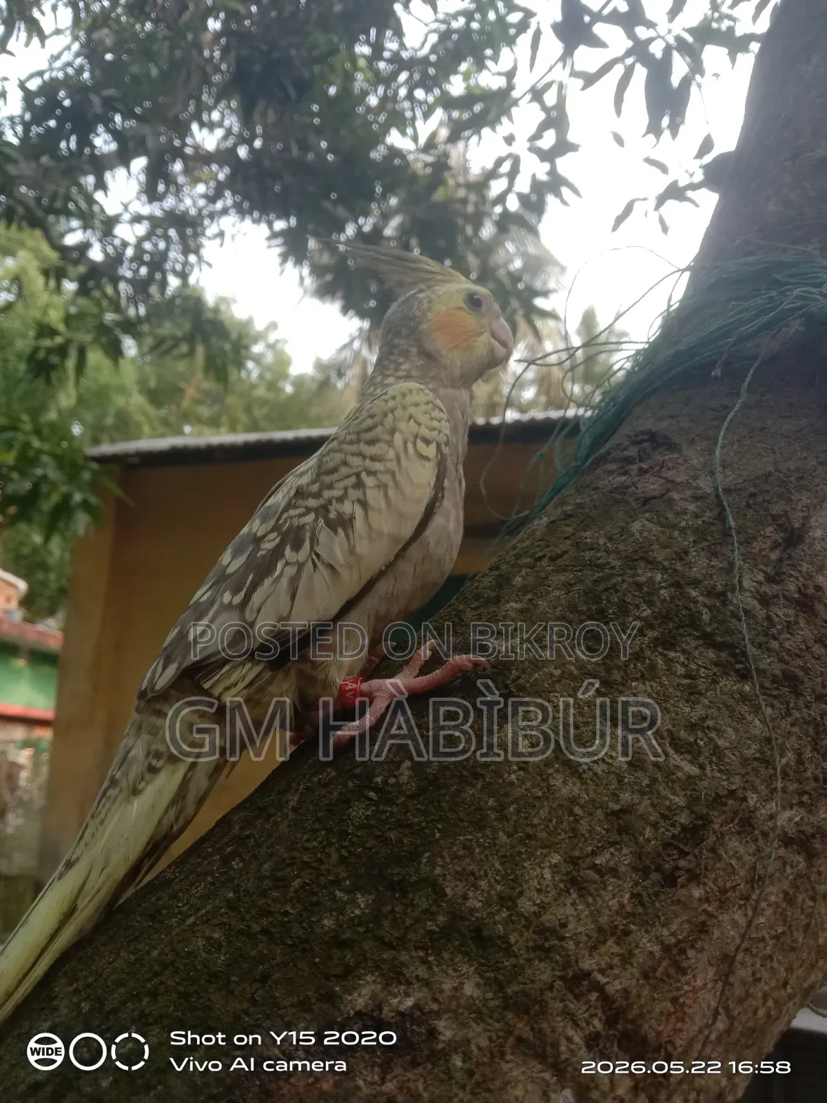 Tamed Cockatiel for Sale