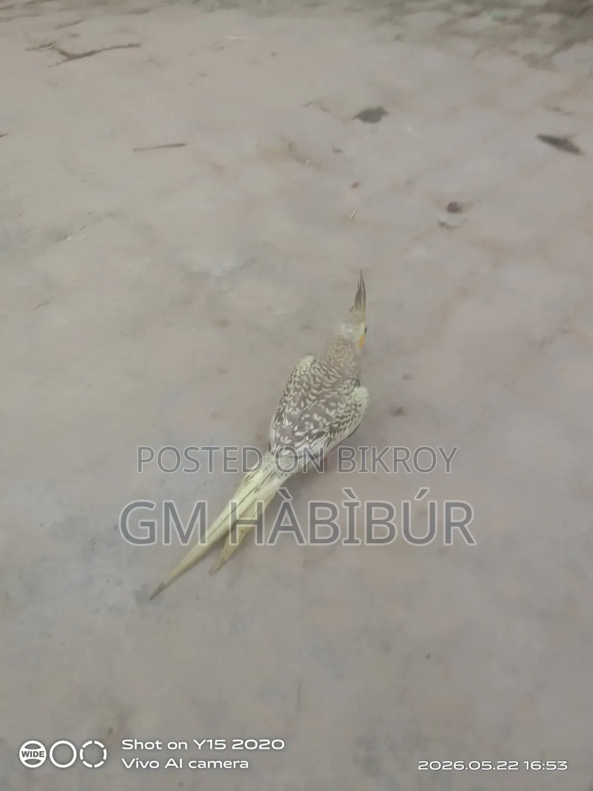 Tamed Cockatiel for Sale