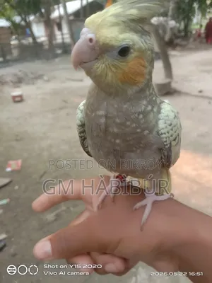 Tamed Cockatiel for Sale