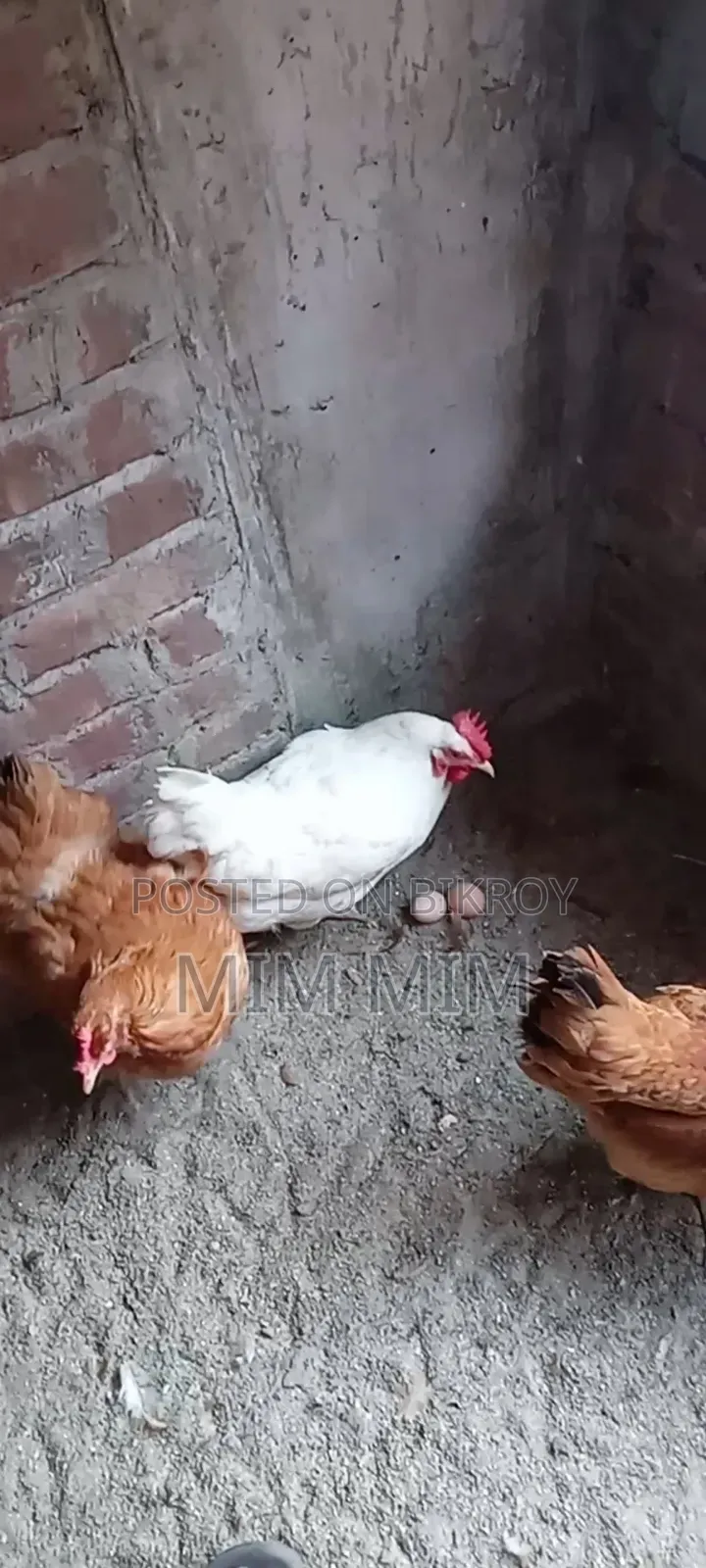 16 pieces of egg-laying Tiger chickens for sale