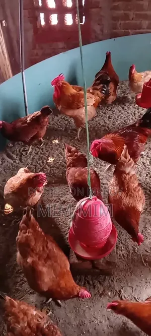 16 pieces of egg-laying Tiger chickens for sale