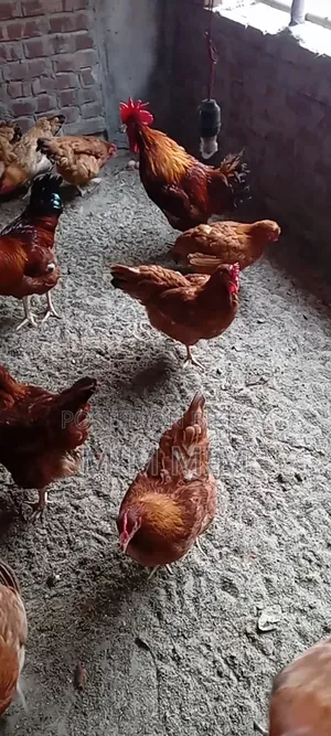16 pieces of egg-laying Tiger chickens for sale