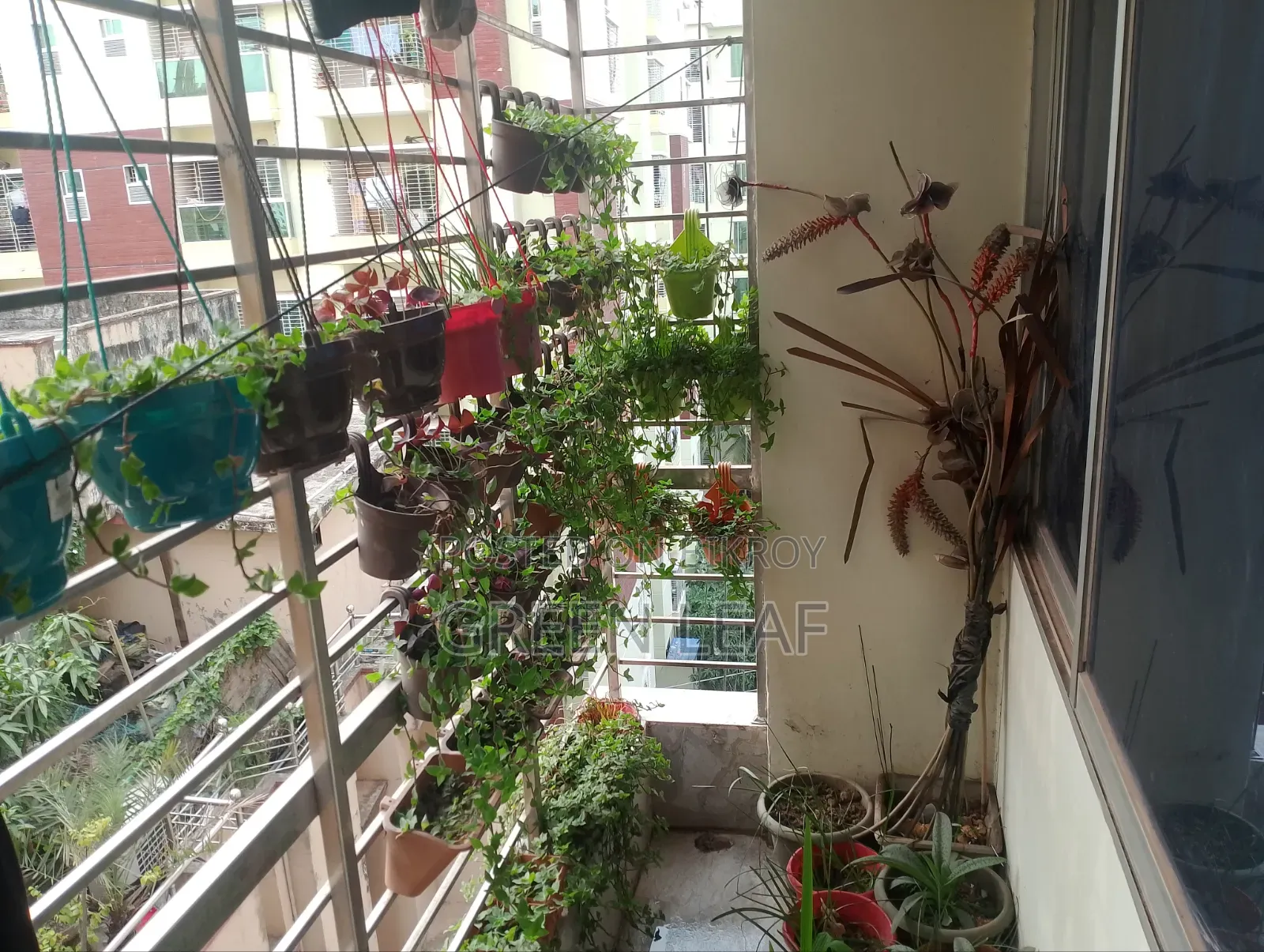 বারান্দার গাছ (৬৬ পিস)