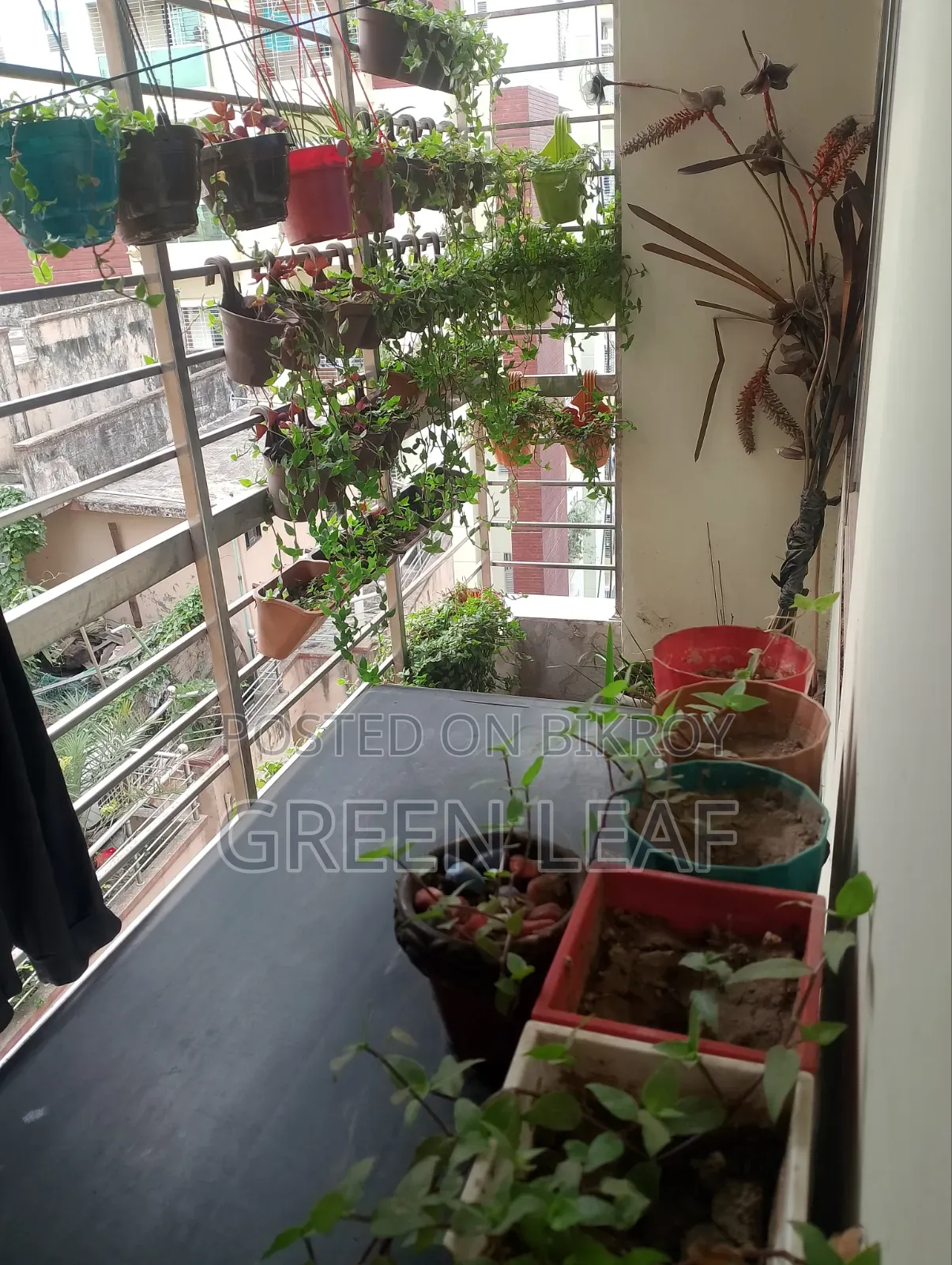 বারান্দার গাছ (৬৬ পিস)