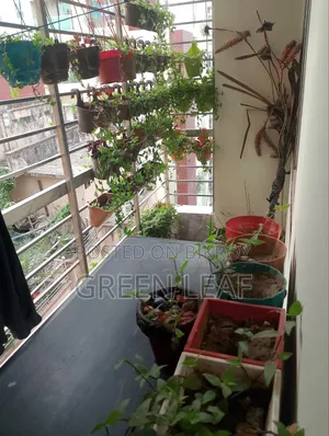 বারান্দার গাছ (৬৬ পিস)