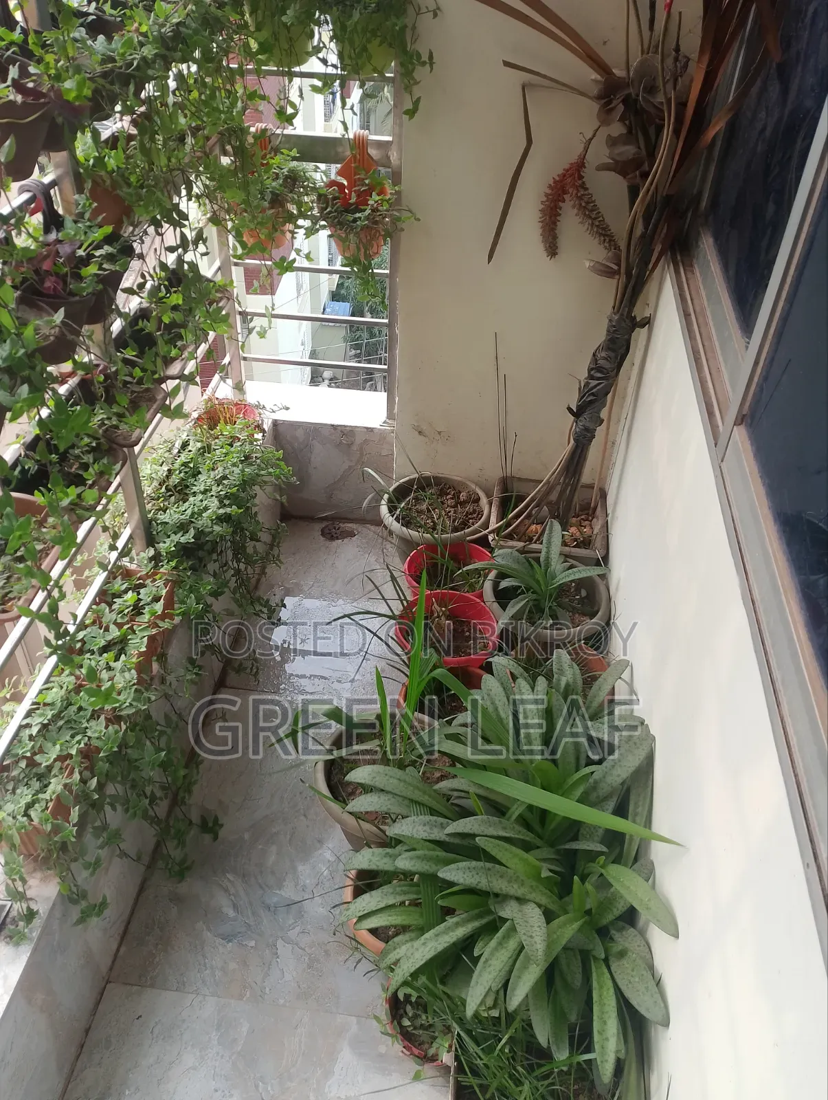 বারান্দার গাছ (৬৬ পিস)