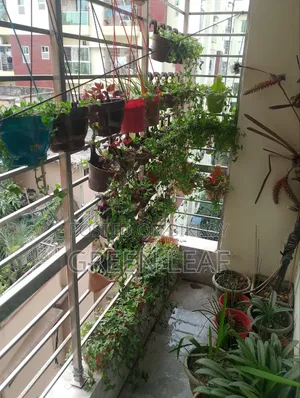 বারান্দার গাছ (৬৬ পিস)