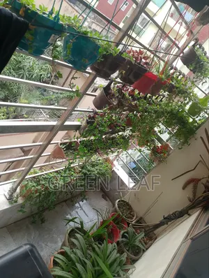 বারান্দার গাছ (৬৬ পিস)
