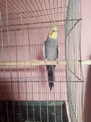 Cockatiel for sale