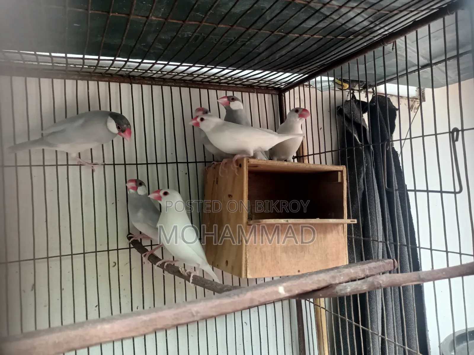 Silver Java White Java