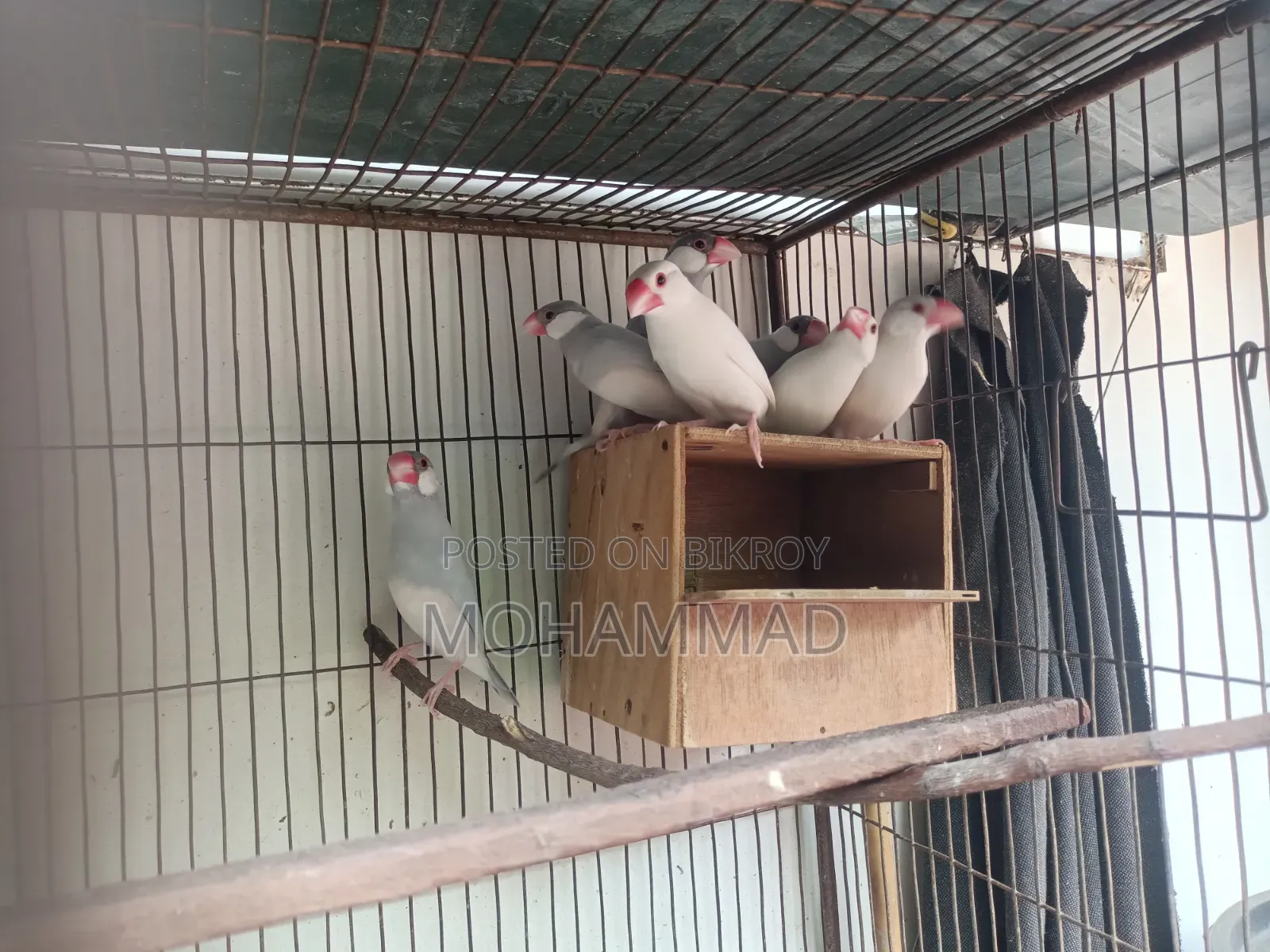 Silver Java White Java